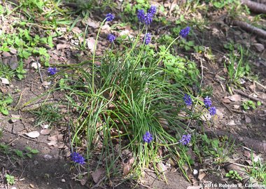 Muscari neglectum Guss. ex Ten.