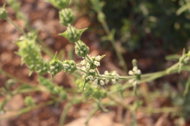 Sideritis perfoliata L.