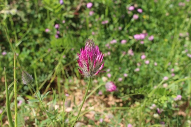 Trifolium purpureum Loisel.