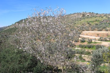 Prunus dulcis (Mill.) D.A.Web