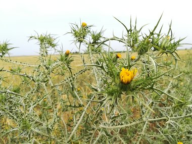 Scolymus maculatus L.
