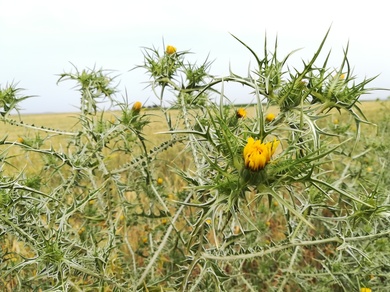 Scolymus maculatus L.