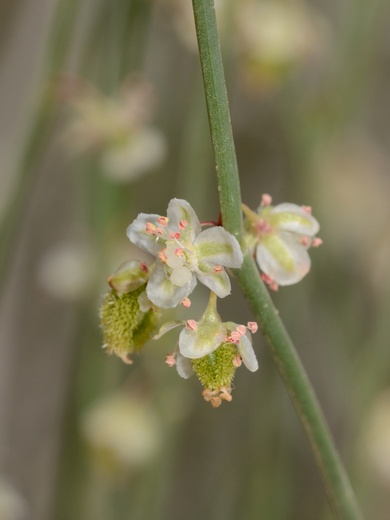 Calligonum comosum L'Hér.