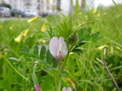 Vicia lutea L.