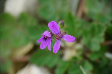Erodium malacoides (L.) L'Hér.