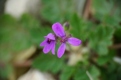 Erodium malacoides (L.) L'Hér.
