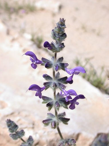 Salvia lanigera Poir.