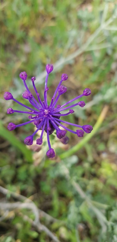Leopoldia comosa (L.) Parl.