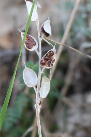 Fibigia clypeata (L.) Medik.