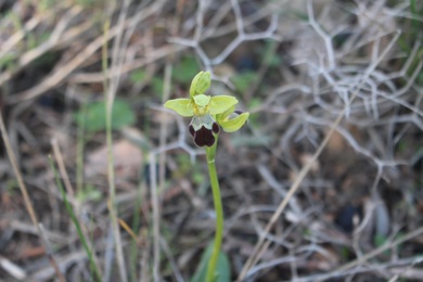 Ophrys omegaifera subsp. israelitica (H.Baumann & Künkele) G.Morschek & K.Morschek