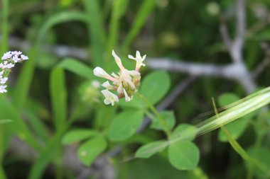 Trifolium clypeatum L.