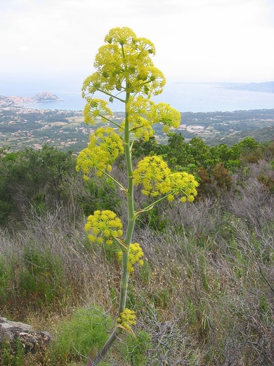 Ferula communis L.