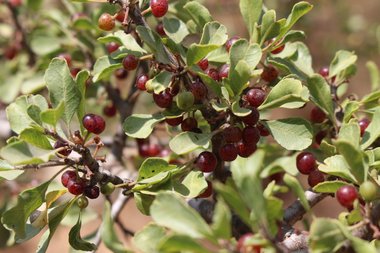 Rhamnus lycioides L.