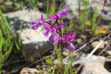 Orchis anatolica Boiss.