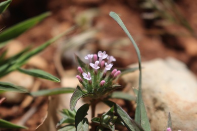 Ziziphora capitata L.