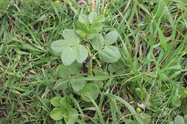 Vicia narbonensis L.