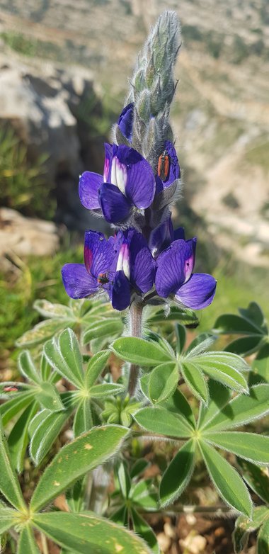 Lupinus pilosus L.