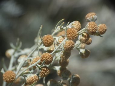 Artemisia arborescens L.