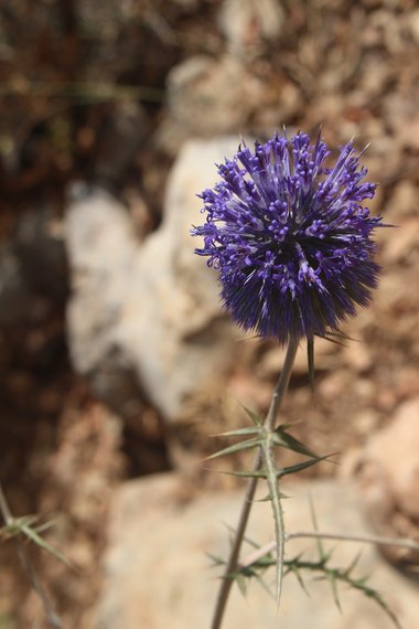 Echinops adenocaulos Boiss.