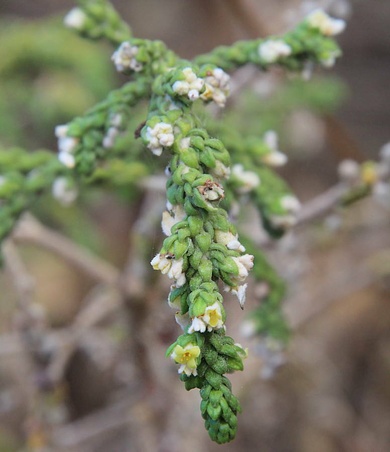 Thymelaea hirsuta (L.) Endl.