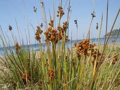 Juncus acutus L.