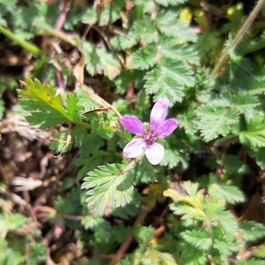 Erodium cicutarium (L.) L'Hér.