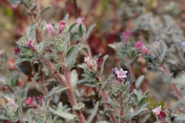 Moltkiopsis ciliata (Forssk.) I.M.Johnst.
