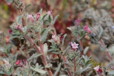 Moltkiopsis ciliata (Forssk.) I.M.Johnst.