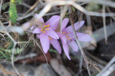 Colchicum stevenii Kunth