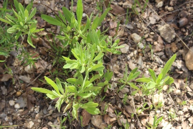 Dittrichia viscosa (L.) Greuter