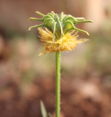 Nigella ciliaris DC.
