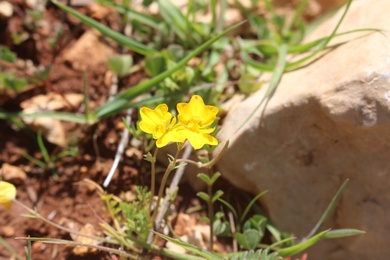 Hypecoum dimidiatum Delile