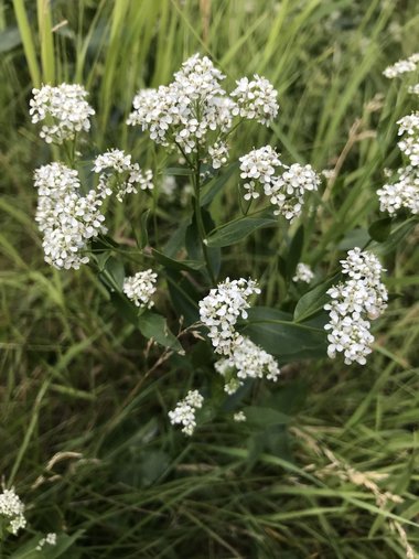 Lepidium latifolium L.