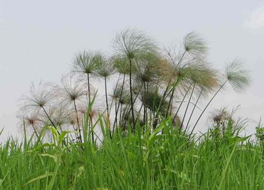 Cyperus papyrus L.