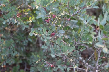 Pistacia lentiscus L.