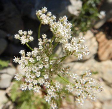 Torilis tenella (Delile) Rchb.fil.