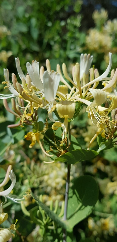 Lonicera etrusca Santi