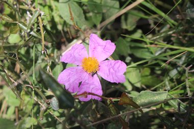 Cistus creticus L.