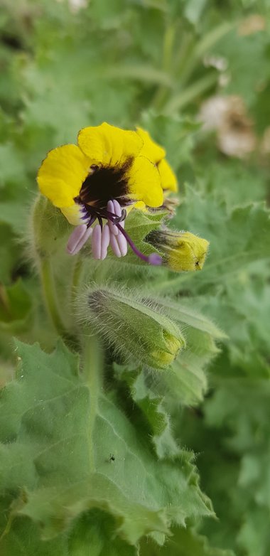 Hyoscyamus aureus L.