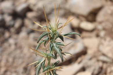 Xanthium spinosum L.