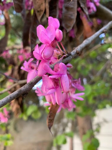 Cercis siliquastrum L.