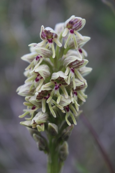 Orchis galilaea (Bornm. & M.Schulze) Schltr.