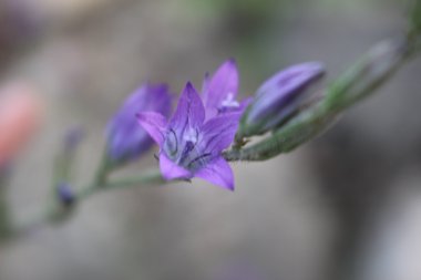 Campanula rapunculus L.