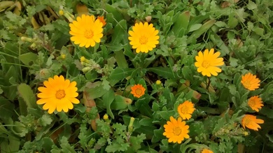 Calendula arvensis L.