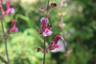 Salvia hierosolymitana Boiss.