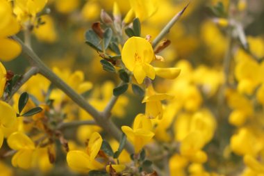 Calicotome villosa (Poir.) Link