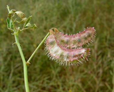 Trigonella arabica Delile