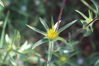 Pallenis spinosa (L.) Cass.