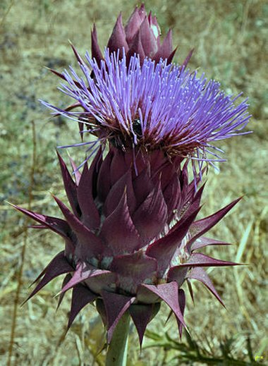 Cynara syriaca Boiss.