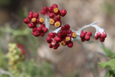 Helichrysum sanguineum (L.) Kostel.